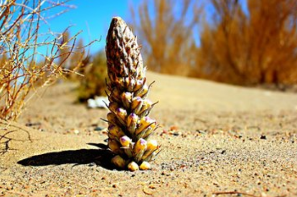 肉苁蓉是什么？