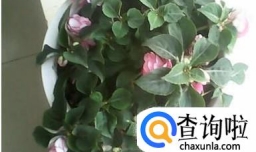 玻璃翠的养殖方法和注意事项