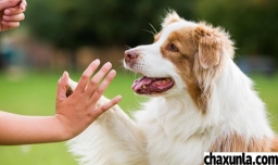 怎么训练小狗听话