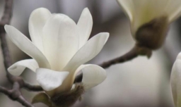 怎么区分白玉兰和白兰花