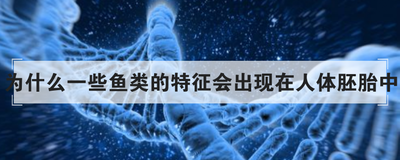 为什么一些鱼类的特征会出现在人体胚胎中
