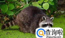 浣熊的生活习性是怎么样的
