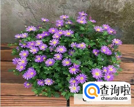 姬小菊夏天怎么养护最好