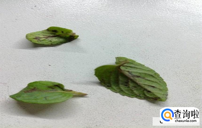 薄荷叶发黑掉叶发焦的处理方法