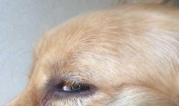 狗狗眼睛红肿怎么办？