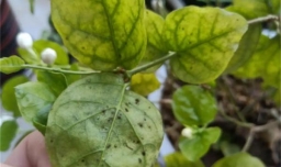 植物长红蜘蛛怎么办