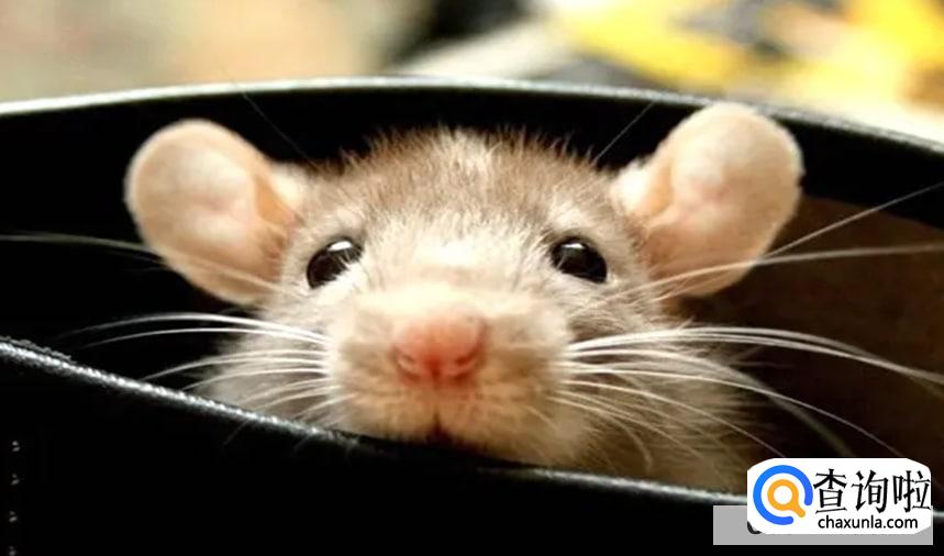 怎么驱赶老鼠有效