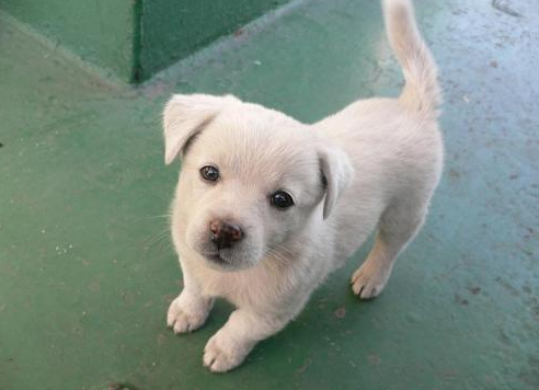  狗狗叫什么名字可爱洋气  