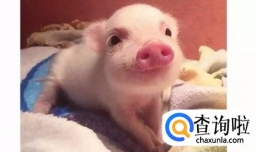 猪传染性胸膜肺炎的防治