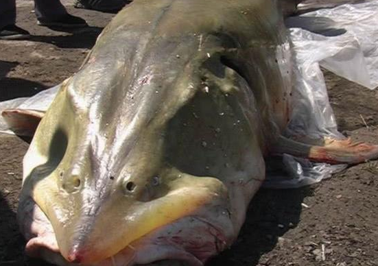 世界上最大的淡水鱼