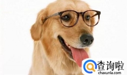 狗狗通人性到什么程度，狗狗真能通人性吗