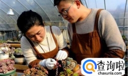 养姬玉露要注意哪些方面？