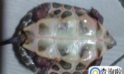 乌龟脱皮和腐皮如何区分
