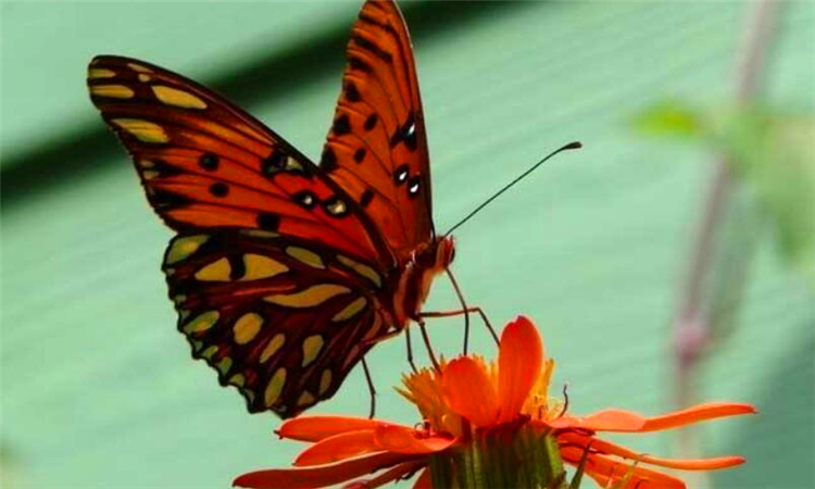 蝴蝶效应是什么意思