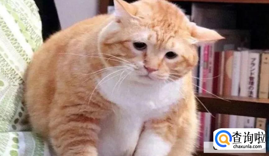 猫咪乱尿怎么办