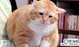 猫咪乱尿怎么办