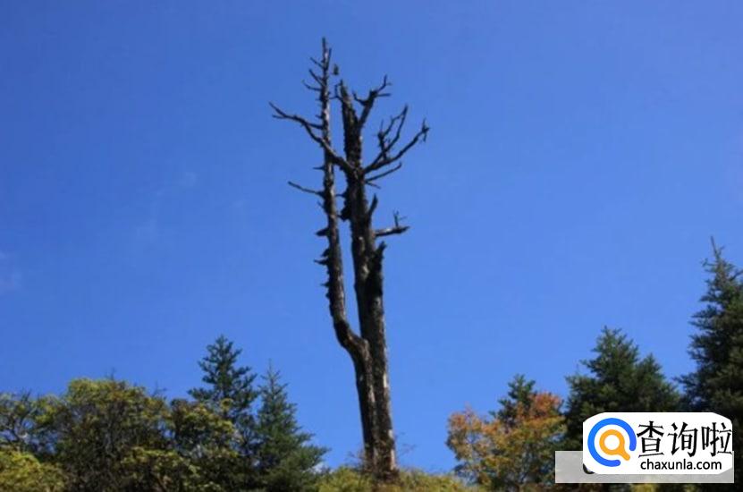 松树枯死的抢救方法有哪些