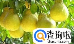 冬季吃柚子有什么好处？