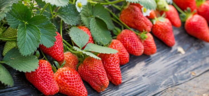 孕妇能吃草莓吗