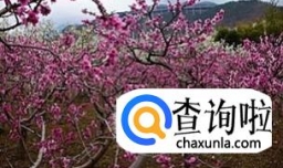 桃树夏季如何修剪