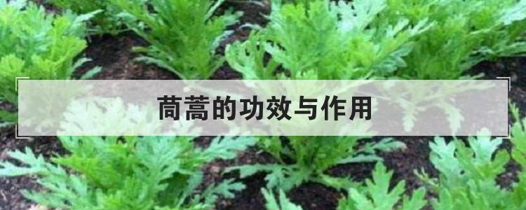 茼蒿的功效与作用br