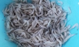 虾怎么炸又酥又脆