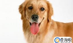 新手养金毛要注意什么