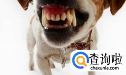 宠物狗咬主人该怎么办