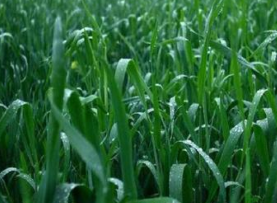 雨的好处和坏处
