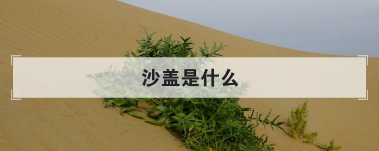 沙盖是什么