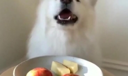 狗狗吃苹果好吗