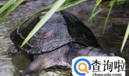 黑颈龟的简介，黑颈乌龟的养殖，广东草龟的繁殖