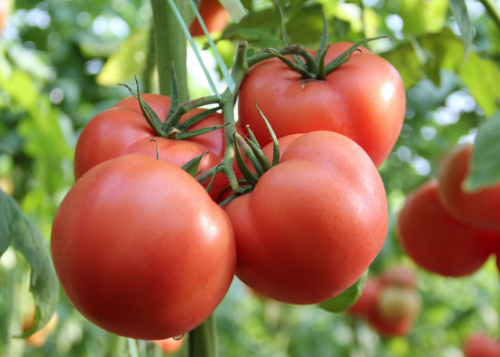 tomato是什么意思