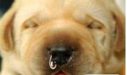 狗狗流清水鼻涕正常吗，狗狗流鼻涕流的是水