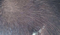 口香糖粘头发上怎么弄掉？