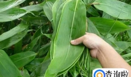 怎样包陕北牛角粽子