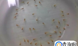 孔雀鱼生小鱼怎么养 孔雀鱼生小鱼前兆有哪些