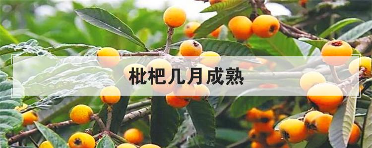 枇杷几月成熟