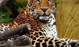 金钱豹是几级保护动物？