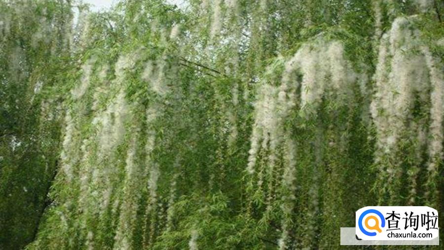 屋里都是柳絮怎么处理