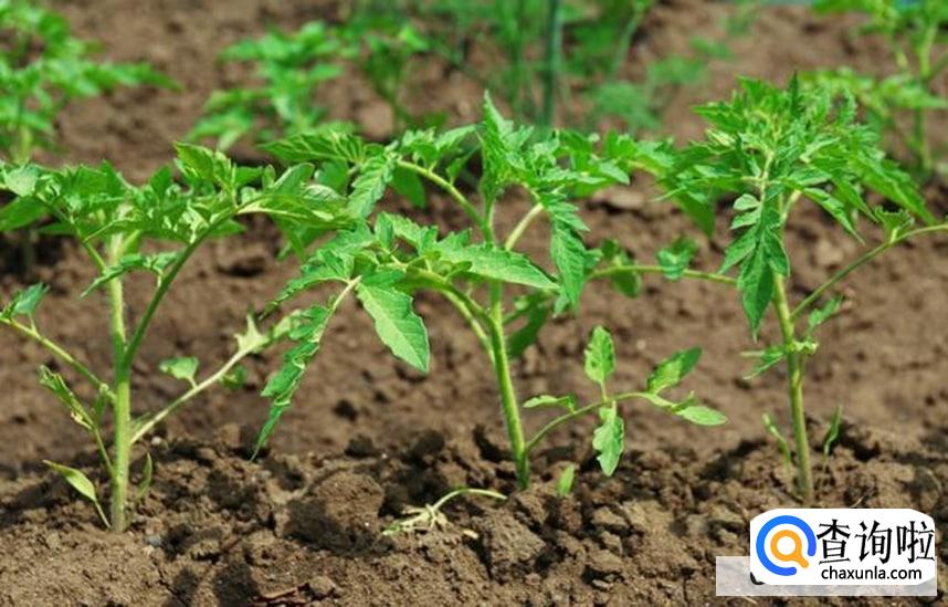 西红柿结果期间要怎样浇水好呢