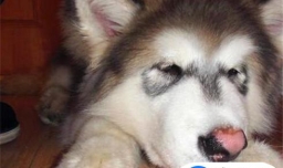 狗狗老是舔毛怎么回事