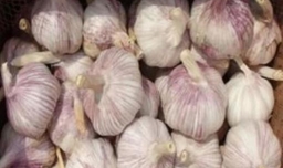 冬天里种出好吃又好看的蒜苗