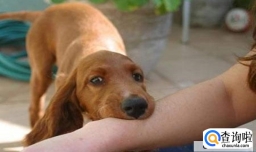 被狗咬了流血怎么办？打针费用多少？