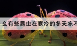 为什么有些昆虫在寒冷的冬天冻不死