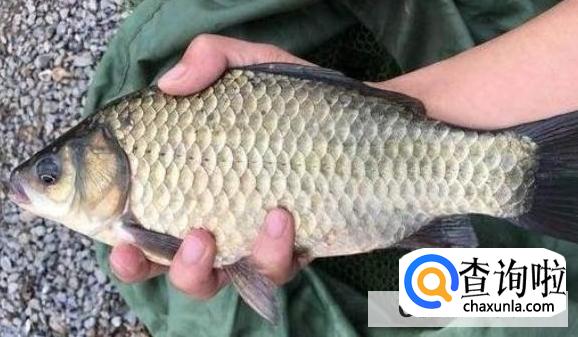 如何辨别鲫鱼是不是野生的