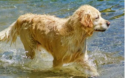 世界名犬排行榜前十