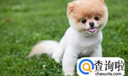 怎么给狗狗剪毛 教你6招