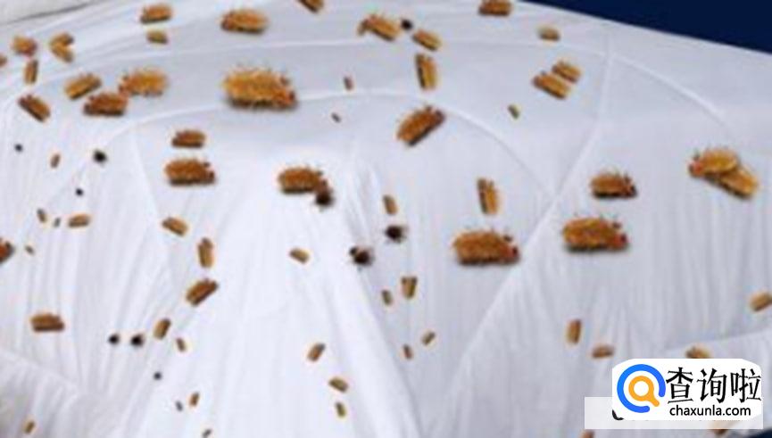 怎么彻底根除螨虫