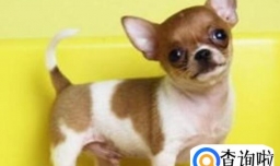 吉娃娃拉肚子有哪些原因,吉娃娃拉肚子怎么治